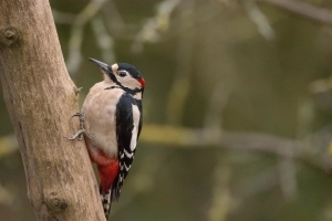 Wildlife Sightings 23/06/2023